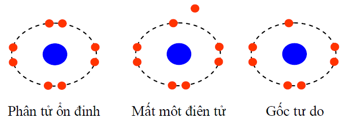 Minh hoạ hình ảnh gốc tự do và tế bào ổn định