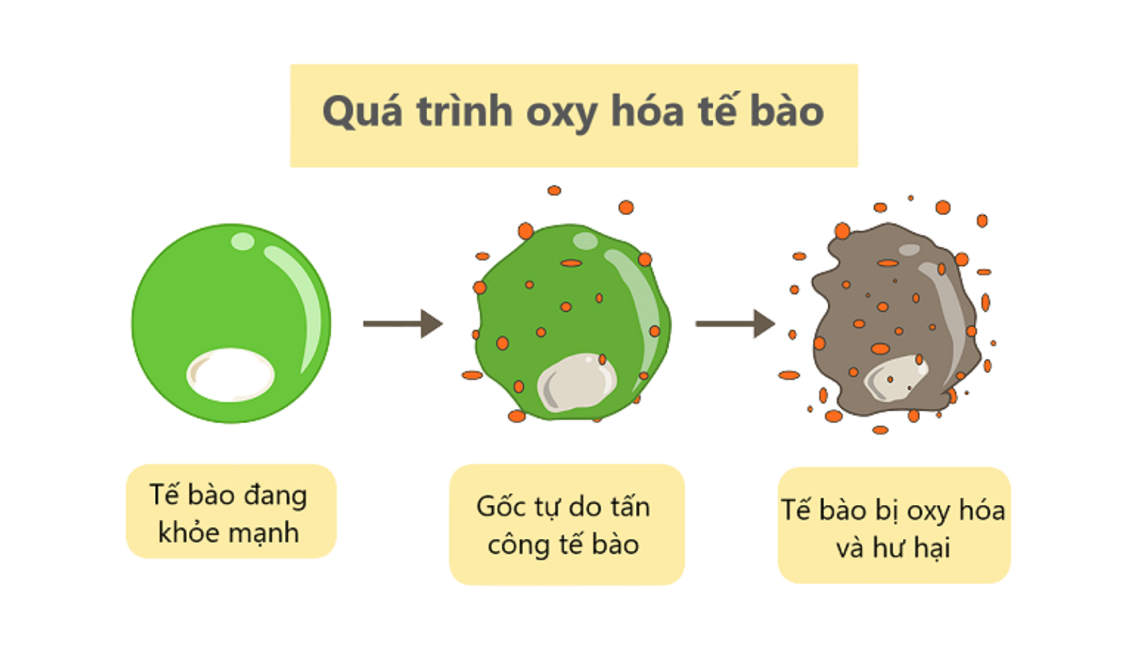 Không chống oxy hoá tế bào khoẻ mạnh dễ bị tấn công bởi gốc tự do
