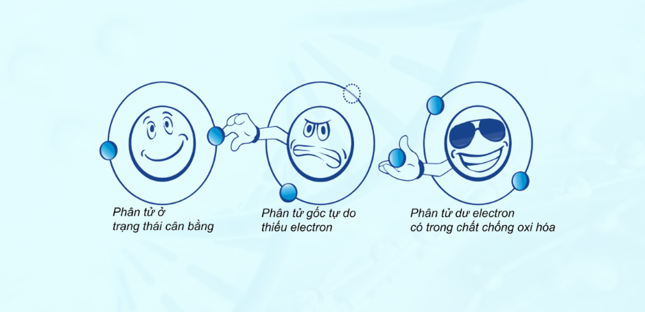 Glutathione trung hoà gốc tự do bằng cách cho electron mà không trở nên mất ổn định. 