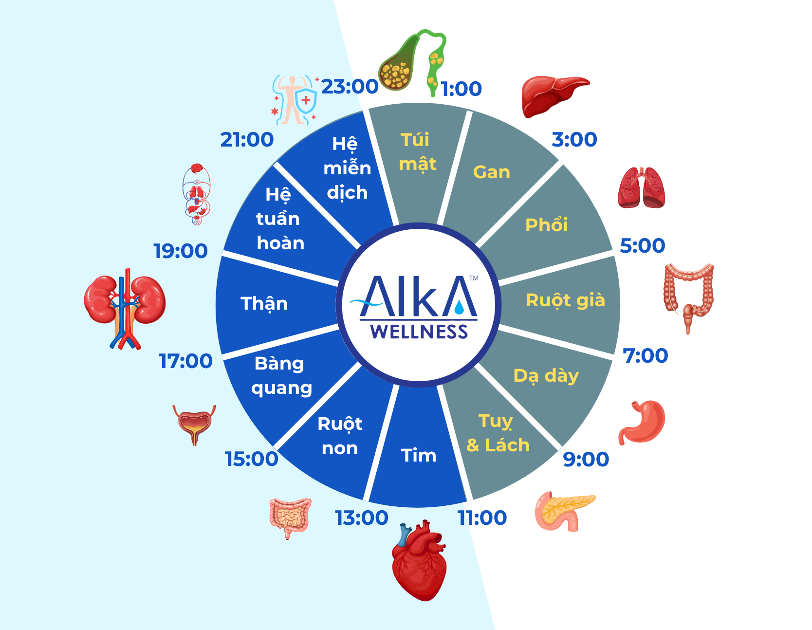 ĐỒNG HỒ SINH HỌC CƠ THỂ: KHUNG GIỜ VÀNG GIẢI ĐỘC CỦA GAN, THẬN VÀ CÁC CƠ QUAN TRONG 24 TIẾNG