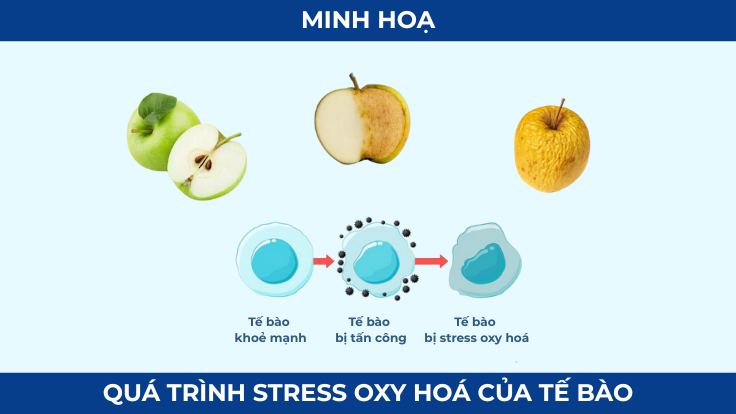 4 nguyên nhân gây thiếu Glutathione - lối sống hiện đại rất dễ mắc phải