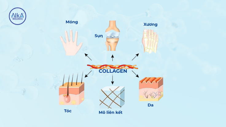 Mỗi loại collagen có vai trò khác nhau với từng bộ phận cơ thể