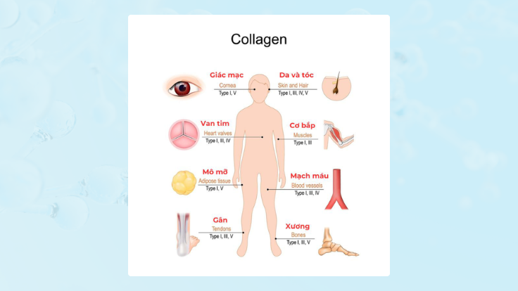 5 loại collagen chiếm chủ yếu trong cơ thể người