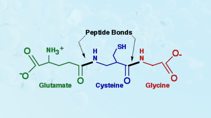 Cấu tạo chất chống oxy hoá Glutathione